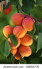   Apricot Tree Branch