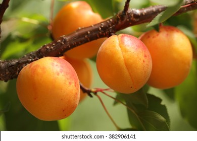 Apricot Tree Branch