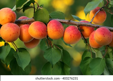 Apricot Tree Branch