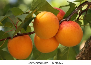 Apricot Tree Branch