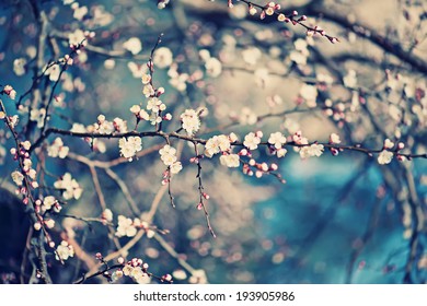 Apricot tree flower with buds blooming at springtime, vintage retro floral background