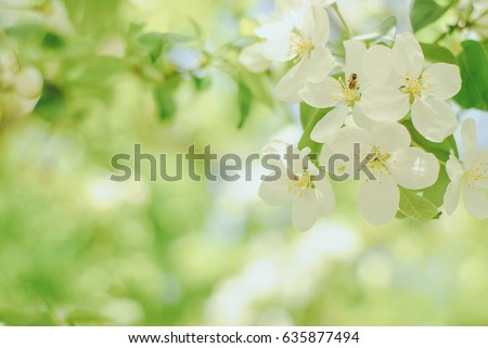 Similar – Image, Stock Photo Blossom pear tree in white flowers