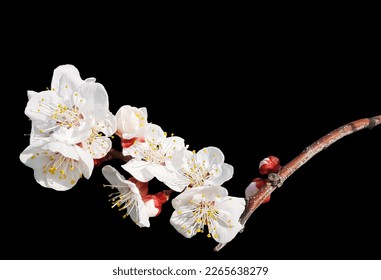 Apricot tree flowers image stock photos and vector shutterstock 