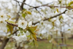 Apricot Tree Flowers With Soft Focus. Spring White Flowers On A Tree Branch. Apricot Tree In Bloom. Spring, Seasons, White Flowers Of Apricot Tree Close-up.