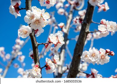 Flowering Apricot Trees Images Stock Photos Vectors Shutterstock