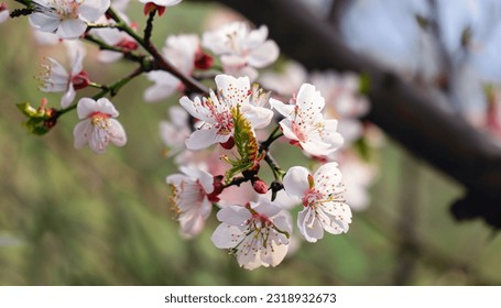 Apricot tree flowers with soft focus. Spring white flowers on a tree branch. Apricot tree in bloom. Spring, seasons, pink flowers of apricot tree close-up. stock photo
