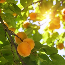 Apricot Tree With Fruits Growing In The Garden