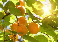 Apricot Tree With Fruits Growing In The Garden