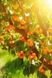 Apricot Tree With Ripe Apricots On A Farm South France