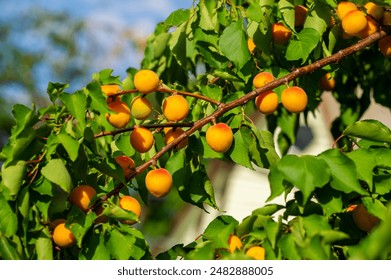 Apricot trees grow well in warm climates. The vitamin C content of apricots improves immunity. Juicy apricots are delicious summer fruits. Harvest usually occurs in early summer.