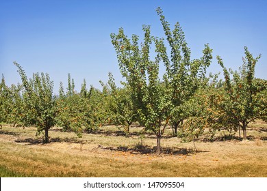 Apricot Trees In A Summer Orchard