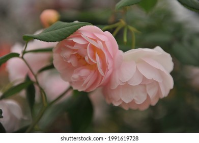 Apricot-pink Rambler Rose (Rosa) The Lady Of The Lake Blooms On An Exhibition In May