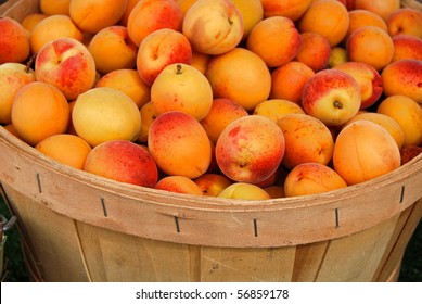 Apricots In Bushel Basket