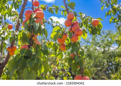 Apricots hanging on tree branches. Agriculture and harvesting concept. Apricot fruits in a orchard.
