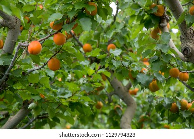 Apricot's Main Season, Picking In New Zealand