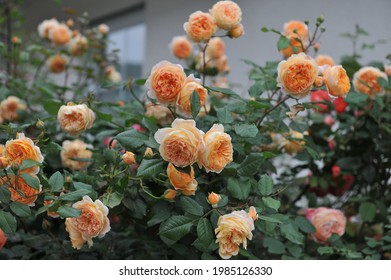 Apricot-yellow English shrub rose (Rosa) Crown Princess Margareta blooms in a garden in June - Powered by Shutterstock