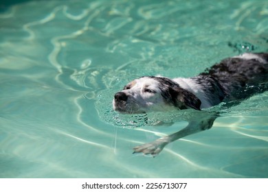 April 2012, California, USA. Dog swimming in pool (breed: Catahoula Leopard dog) - Shutterstock ID 2256713077