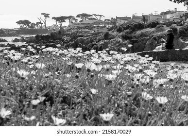 April 28, 2022 Monterey, California. Dramatic Black And White Image Of A Woman Sitting On A Bench Sightseeing On The Bay With Her Dog, With Wild Flowers In The Foreground.