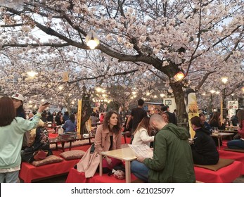 April 5, 2017 Kyoto, Japan: Tourist sit under sakura tree, hang out and celebrate at beer garden in Maruyama park at ohanami festival, cherry blossom in Spring season.