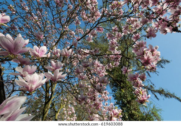 April Blooming Magnolia Flowers On Sunny Stock Photo Edit Now