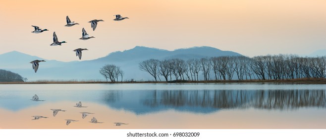 April Evening In The Wild Lake. Mallard Duck Flying From The South To The Lakes Of The North