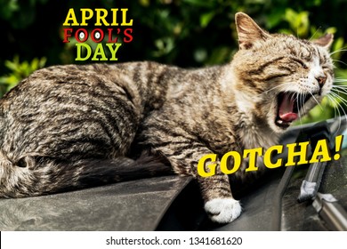 April Fools Day, Gotcha, Brown Striped Cat Scream