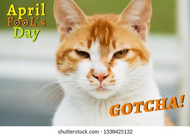 April Fools Day, Gotcha, Portrait Of White-light Brown Cat