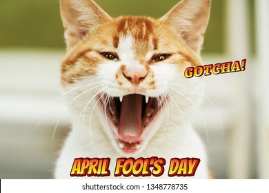 April Fools Day, Gotcha, Portrait Of White-light Brown Cat Scream