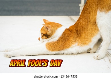 April Fools Day, Portrait Of Yoga White-light Brown Cat