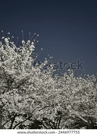 Similar – Image, Stock Photo When cherries dance.