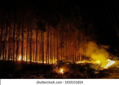 Apucarana / Parana / Brazil - August 28, 2006 - Fires And Fires At The Edge Of The Highway, Near The Housing Nucleus Adriano Correa In Apucarana Next To The Highway BR-376