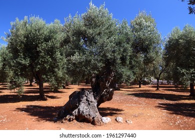 Apulia old olive trees - olive oil making region in Bari Province, Italy. Olive grove. - Shutterstock ID 1961297440