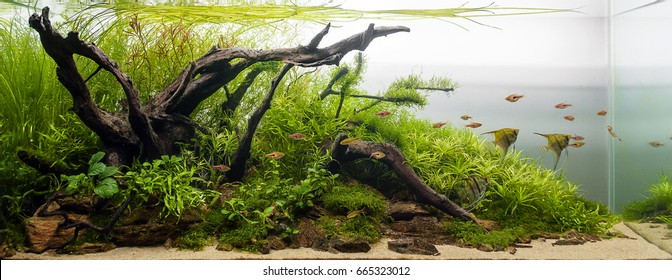 Aqua Scape Nature Aquarium Plant And Fish Tank 1