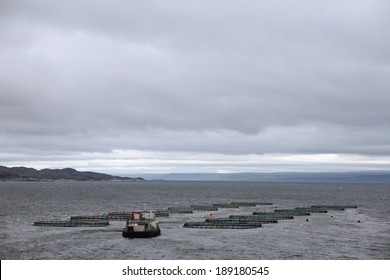 Aquaculture Of Atlantic Salmon, Northern Norway