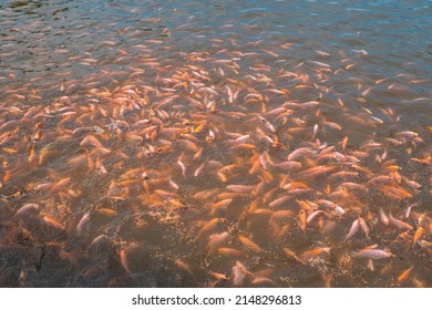 Aquaculture And Development Ponds Containing Many Red Tilapia From Small To Large Sizes