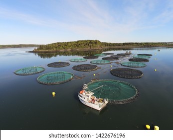 Aquaculture Farm Atlantic Salmon Cage-Site Maine