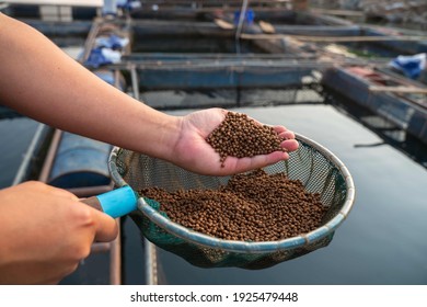 Aquaculture Farmers Hand Hold Food For Feeding Fish In Pond In Local Agriculture Farmland.Fish Feed In A Hand At Fish Farm