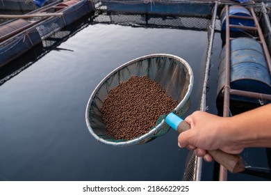 Aquaculture Farmers Hand Hold Food For Feeding Fish In Pond In Local Agriculture Farmland.Fish Feed In A Hand At Fish Farm In The Mekong River. Commercial Aquaculture. 