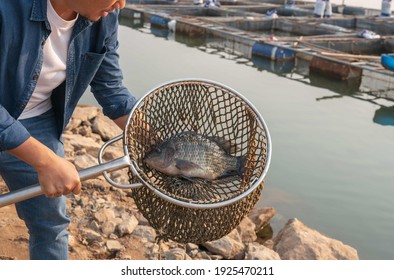 Aquaculture farmers hold quality tilapia yields in hand, guaranteeing integrity in organic bio-aquaculture. Commercial aquaculture in large rivers in Asia. Fish is a high-quality protein food source.