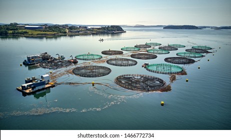 aquaculture fish farm Salmon cages 