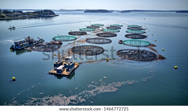 aquaculture fish farm Salmon\
cages 