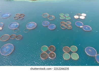 Aquaculture Fish Industry, Fish Farming. Sea Bass And Sea Bream Growing In Cages, Aerial Drone View.