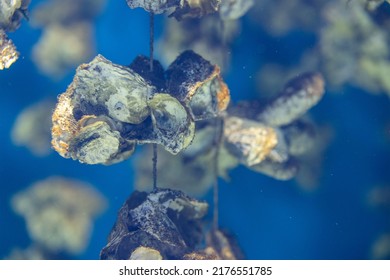 Aquaculture Of The Oyster Under The Sea