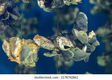 Aquaculture Of The Oyster Under The Sea