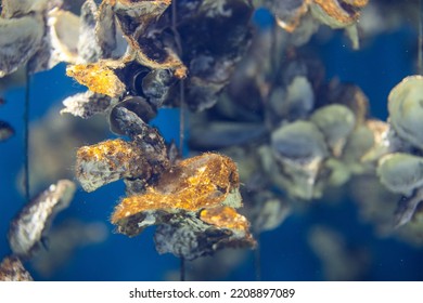 Aquaculture Of The Oyster Under The Sea