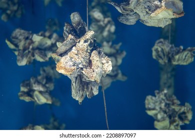 Aquaculture Of The Oyster Under The Sea