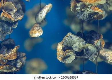 Aquaculture Of The Oyster Under The Sea