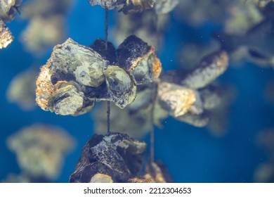 Aquaculture Of The Oyster Under The Sea