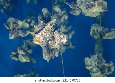 Aquaculture Of The Oyster Under The Sea