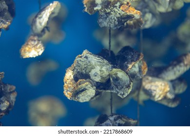 Aquaculture Of The Oyster Under The Sea